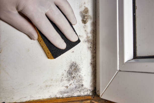 Best Comprehensive Air Testing for Mold Contaminants  in Sierra Ridge, CO